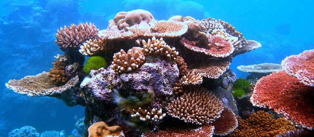 Great Barrier Reef Cruise Port