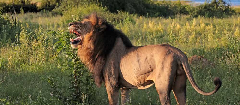 Chobe National Park Cruise Port