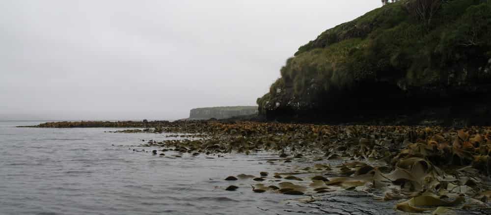 Enderby Island NZ Cruise Port