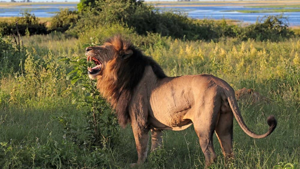 Chobe National Park Cruise Port