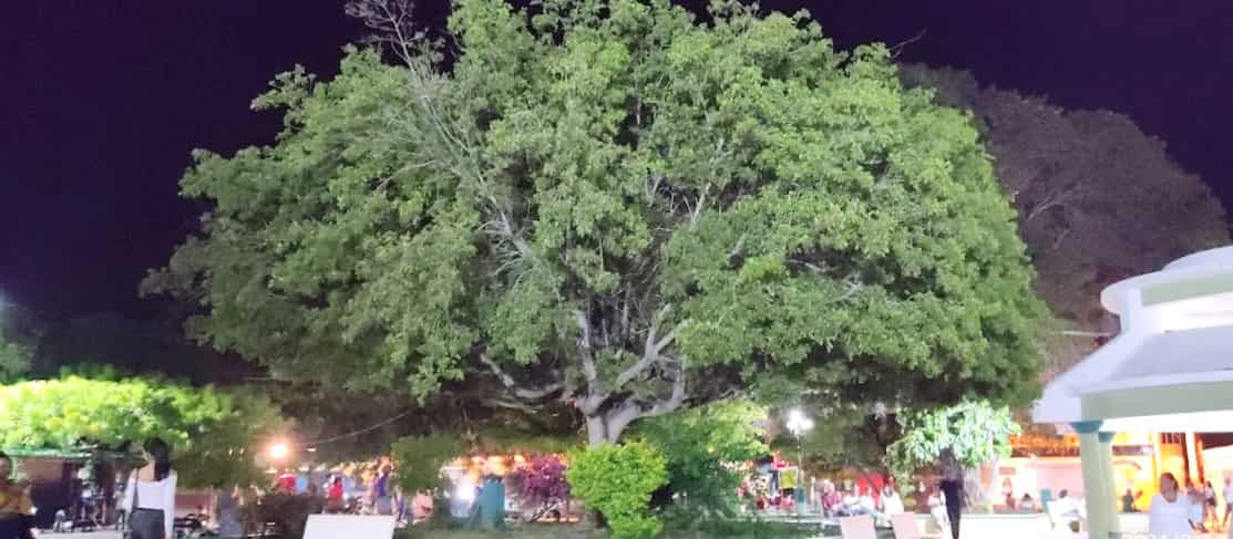 park trees night lights