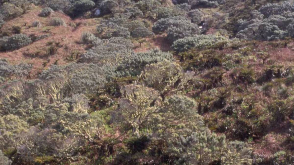 mountain vegetation landscape