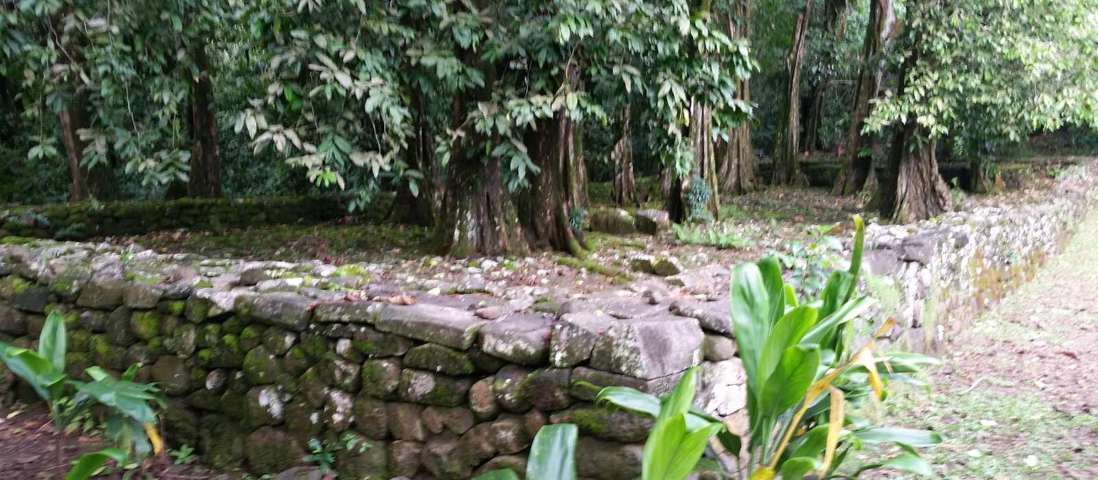 stone wall ruins forest