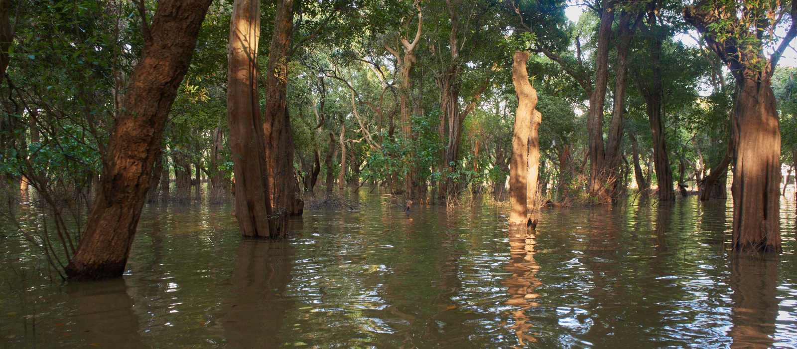 flooded forest trees water