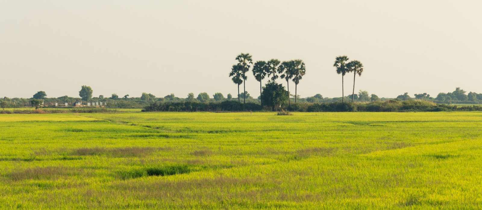 rice fields palm trees countryside