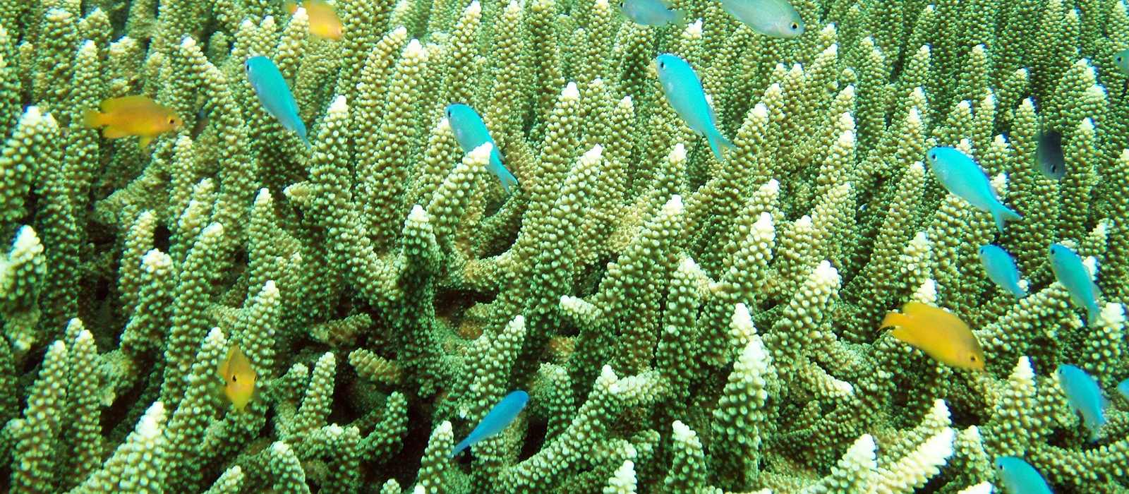 coral reef fish underwater