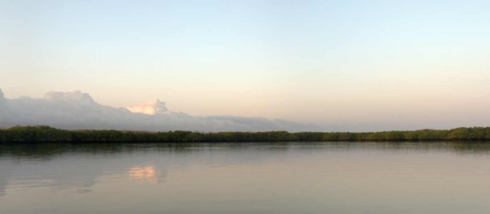 mangrove coastline waterway
