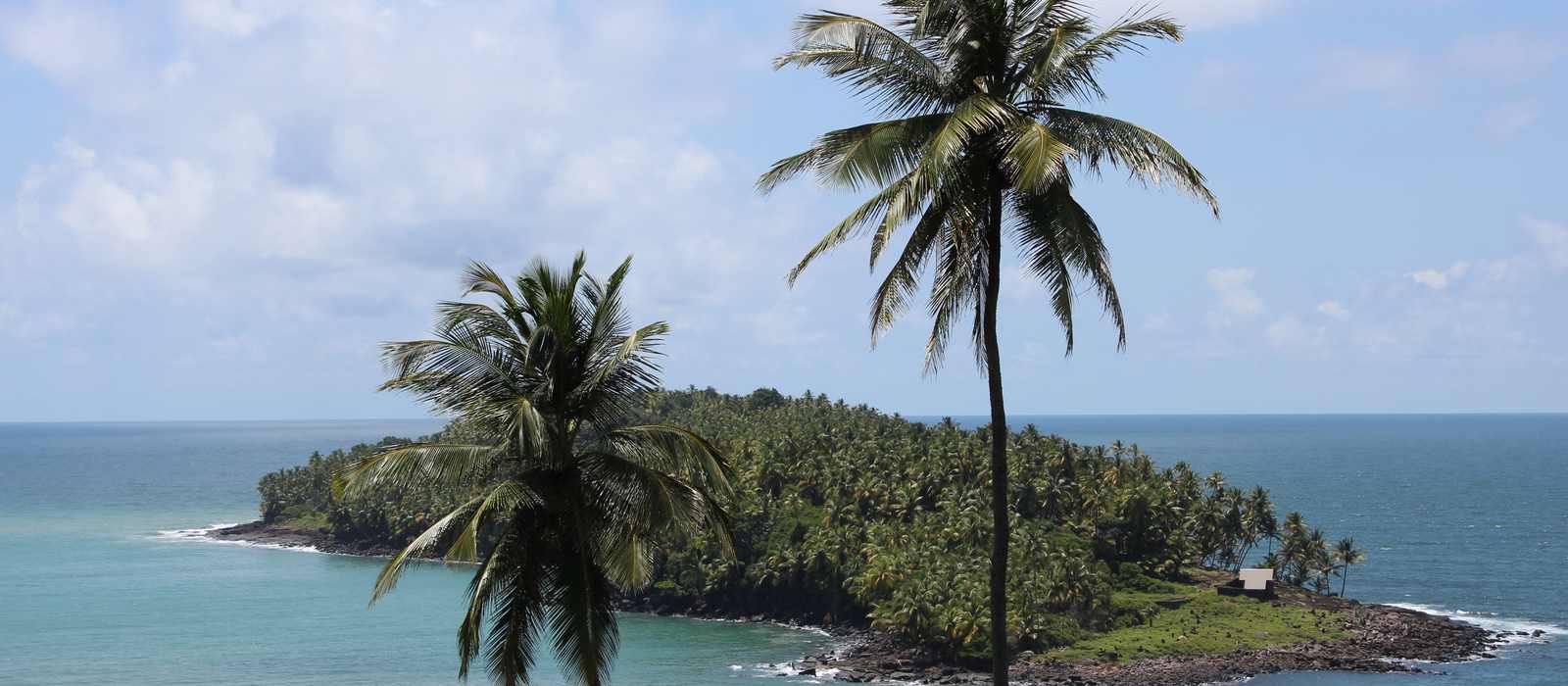 island coastline palm trees ocean