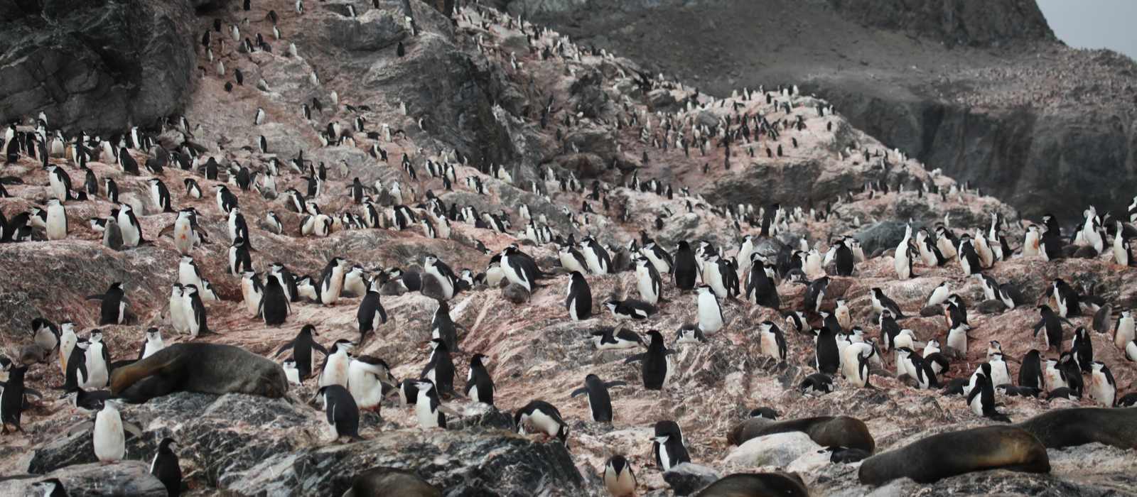 penguin seal colony rocky shore