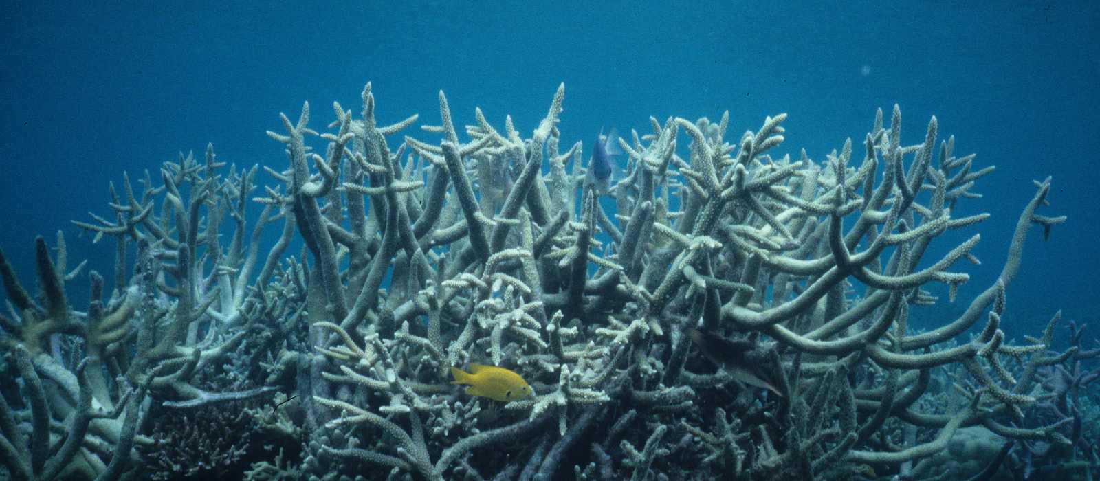 underwater coral reef fish