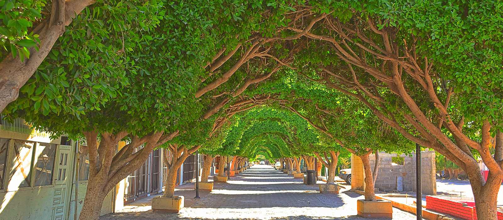 tree lined walkway cobblestone path green foliage