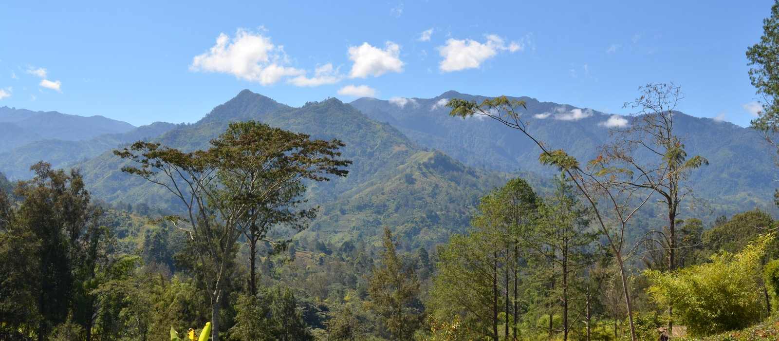 mountains forest landscape
