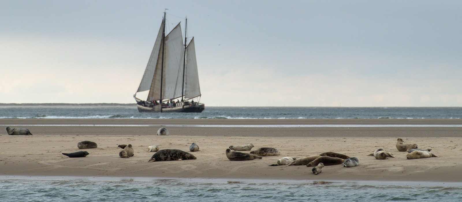 coastline seals sailboat