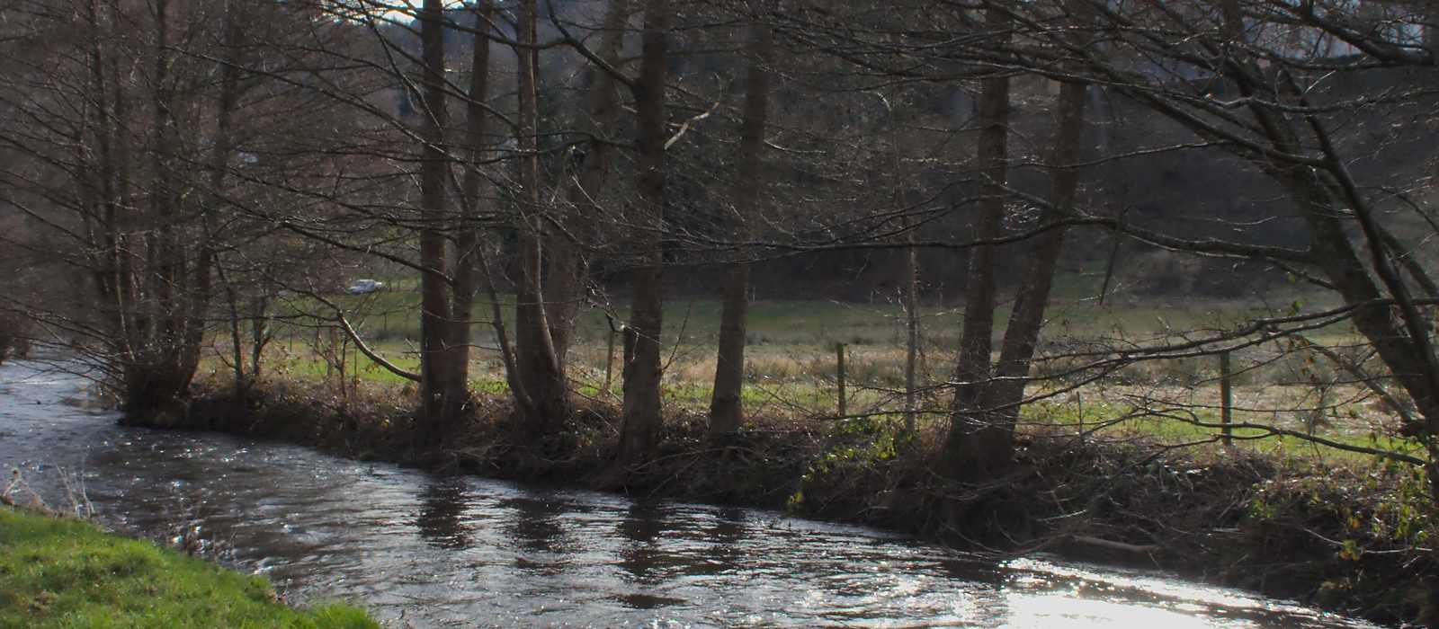 river trees building