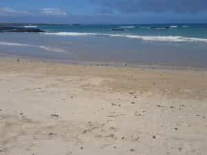 Cruise Day 10 Santa Fe Island Ecuador