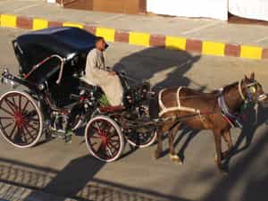 Cruise Day 8 Edfu Egypt