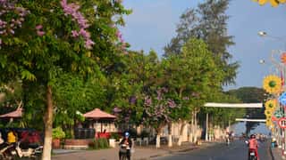 street trees flowers people motorcycles