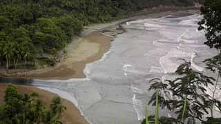coastline jungle beach ocean waves