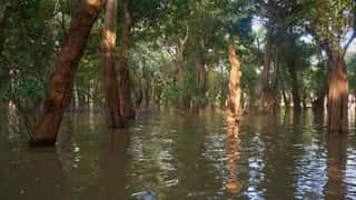 flooded forest trees water