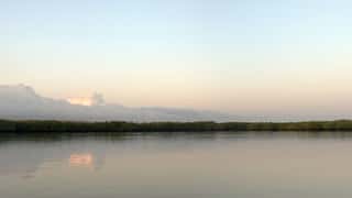 mangrove coastline waterway