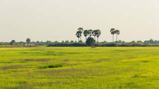 rice fields palm trees countryside