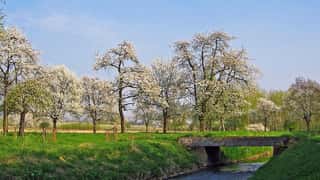 park blooming trees stream bridge