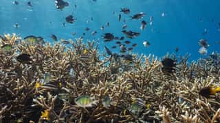 coral reef fish underwater ocean