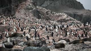 penguin seal colony rocky shore
