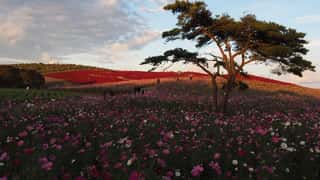flower field landscape with tree