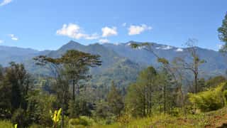 mountains forest landscape