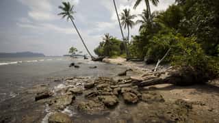 tropical coastline palm trees ocean
