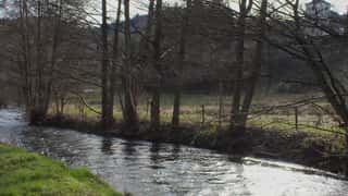 river trees building