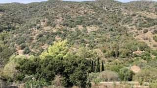 hillside vegetation house