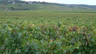 Beaune Cruise Port Guide: Burgundy Wine & Expert Shore Tips