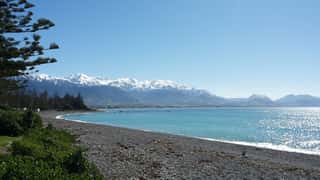 Kaikoura Cruise Port: Whale Watching & Expert Shore Guide