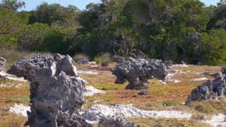 Aldabra Cruise Port