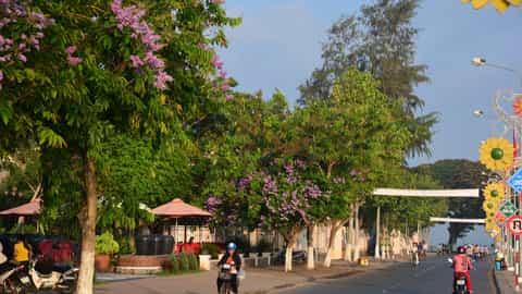 street trees flowers people motorcycles