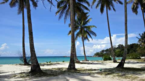beach palm trees ocean sky