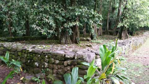 stone wall ruins forest