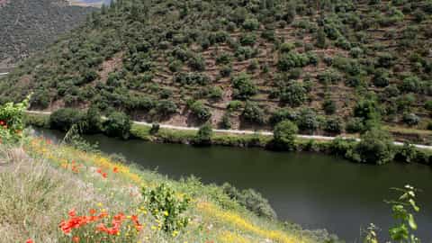 river valley terraced hills wildflowers