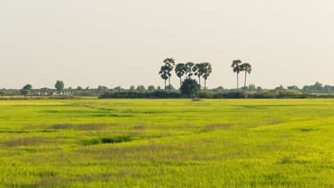 rice fields palm trees countryside