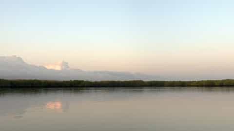mangrove coastline waterway