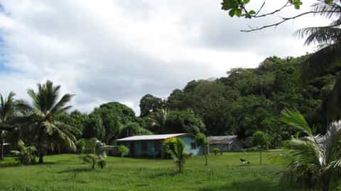 tropical landscape houses palm trees