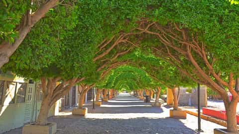 tree lined walkway cobblestone path green foliage