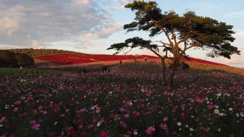 flower field landscape with tree