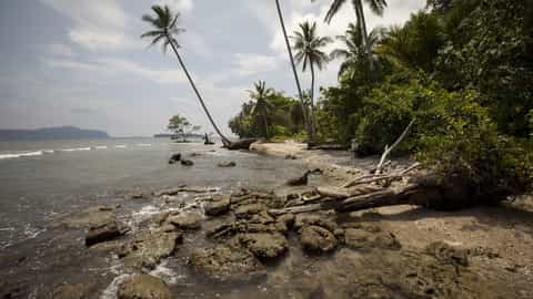 tropical coastline palm trees ocean