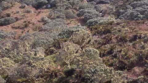Gough Island