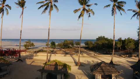 beach palm trees huts ocean