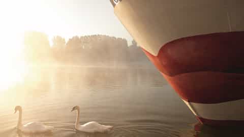 Two swans swim in misty water near a ship's bow - Arosa Luna, A Rosa Cruises