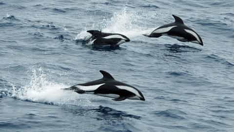Drake Passage Cruise Port
